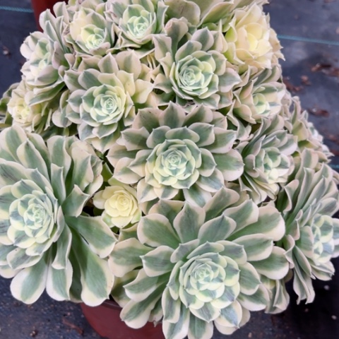 多肉植物绿豆沙锦。