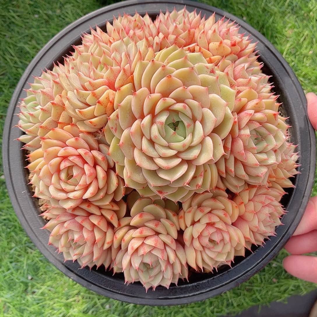 黄金苯巴精品多肉