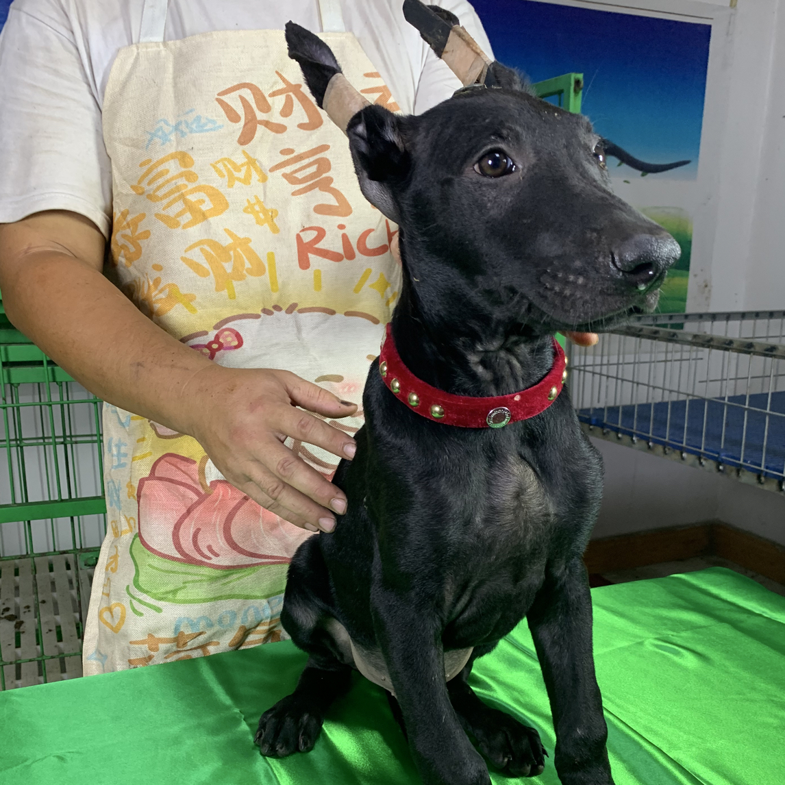 三个月黑狼犬活泼护主看家护院放牧