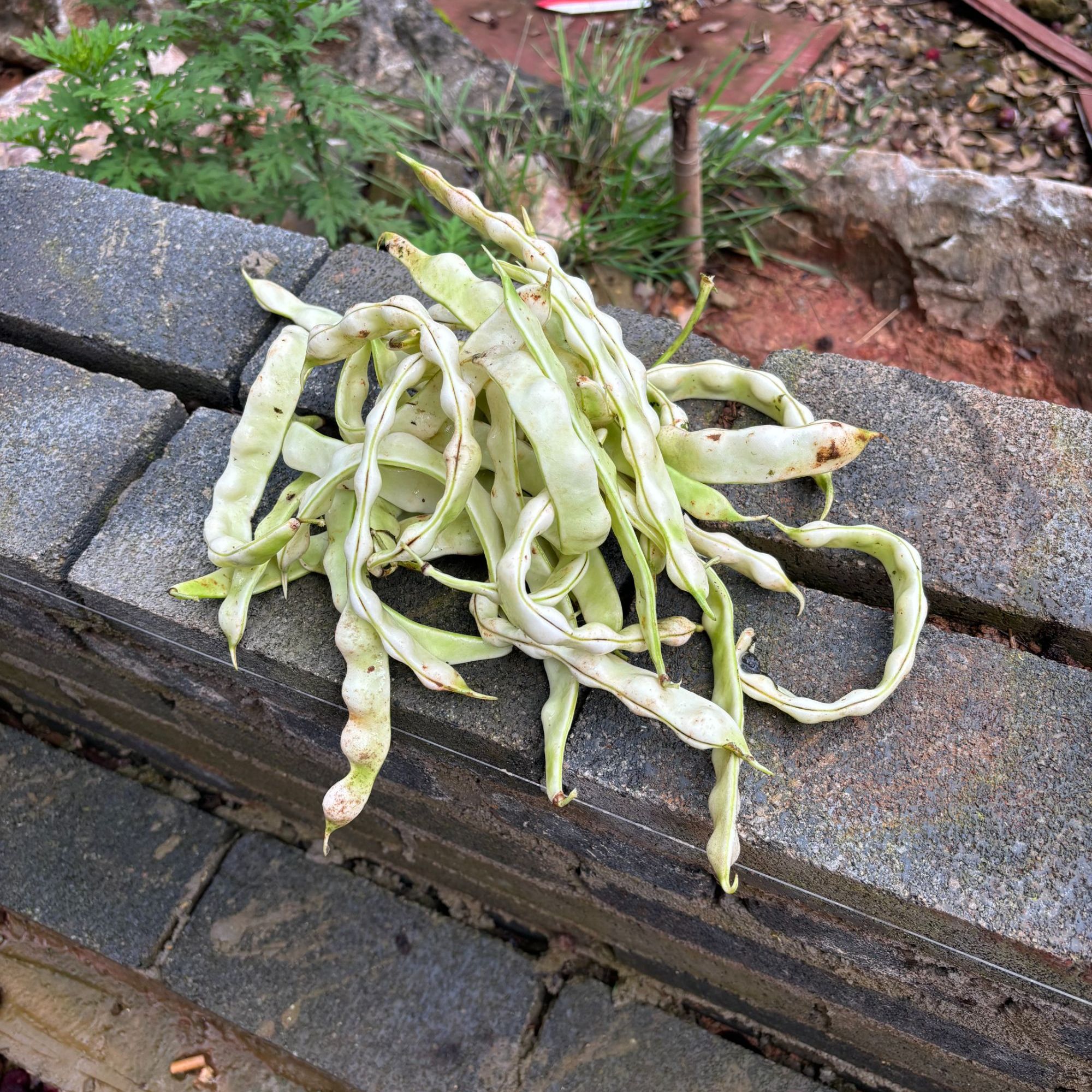 云南新鲜白四季豆农家现摘现发白大架豆角