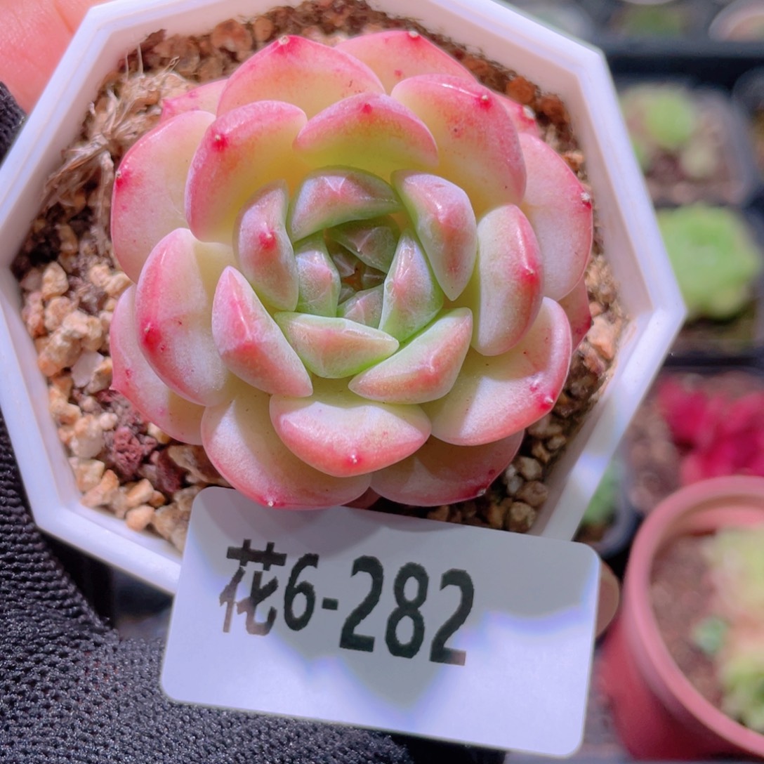 花利美6-282精选糖心