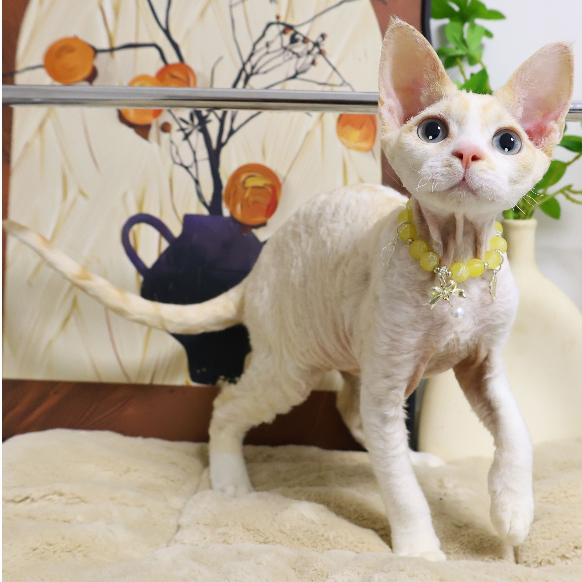 【蔚蓝】德文卷毛猫红虎斑弟弟-琥珀