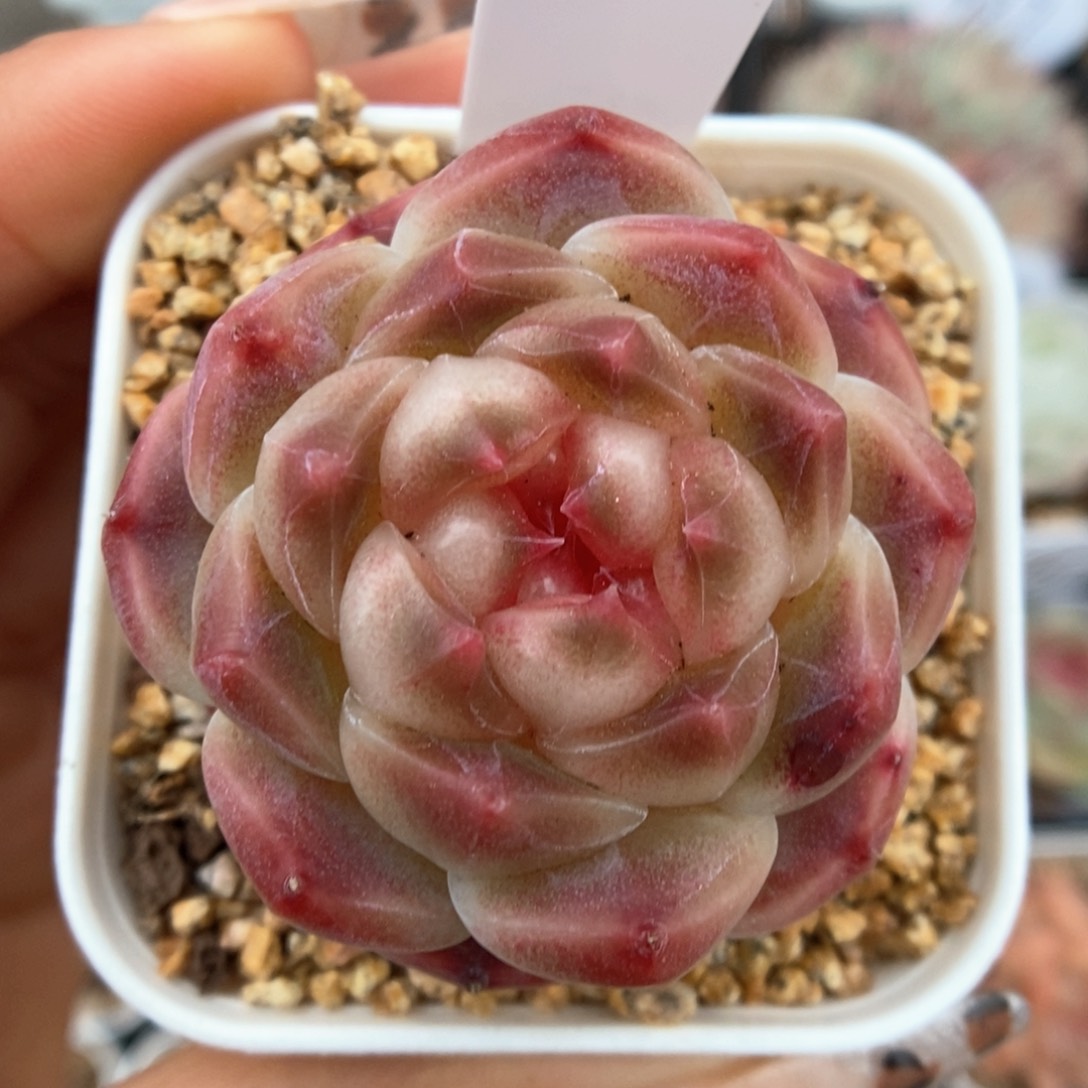 糖心冰魄可拍929号。