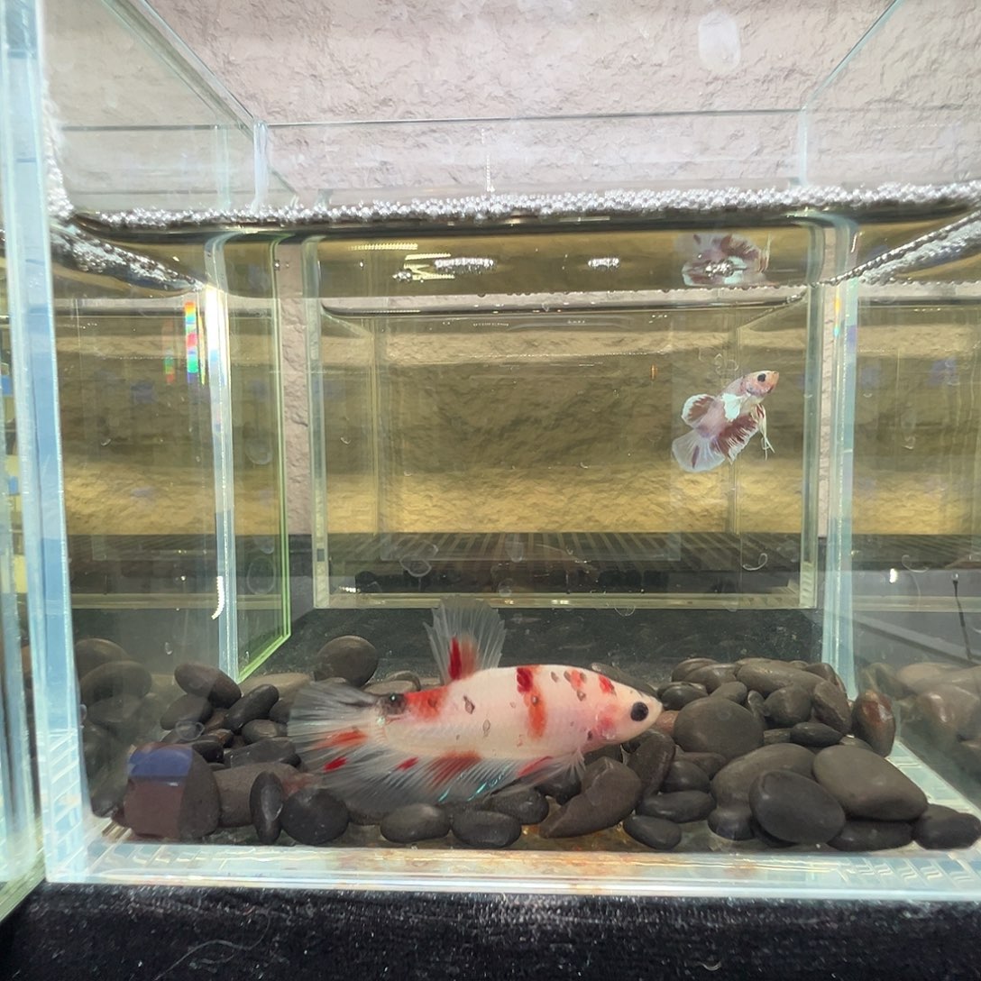 斗鱼阿浩泰斗8日115号