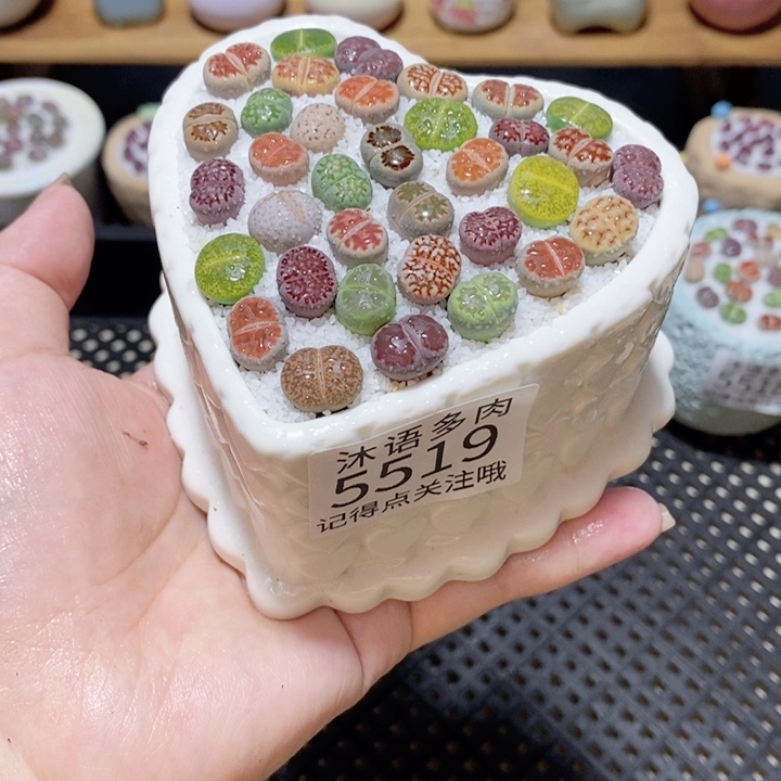 带盆土植物 一物一拍5519