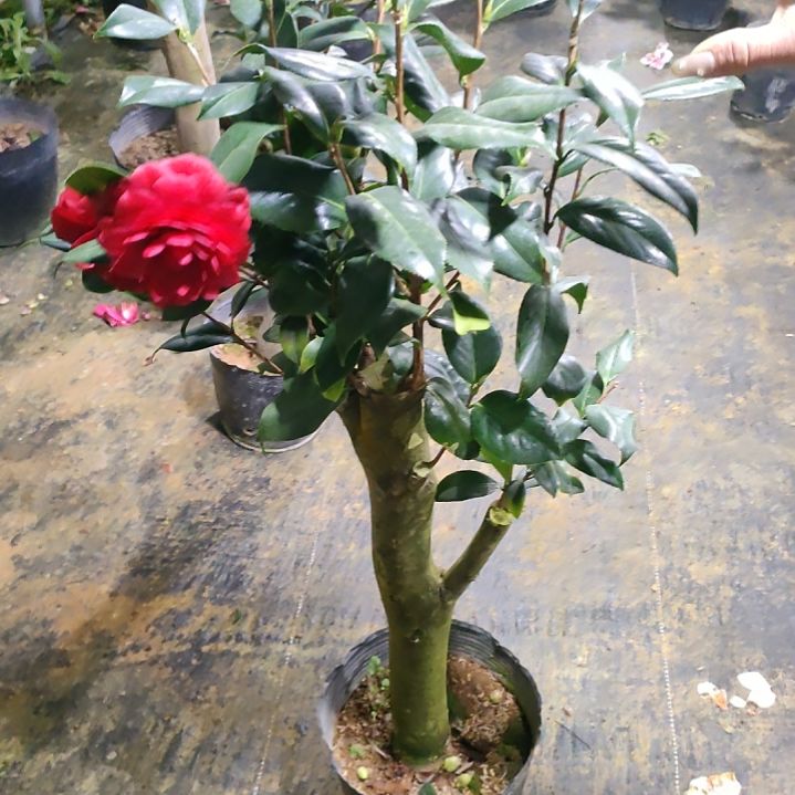 293四品，原盆原土发货