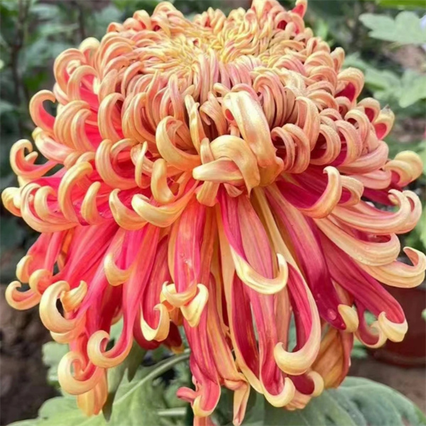 【 燕山秋韵】大花富贵菊花盆栽九月菊 开花漂亮耐寒