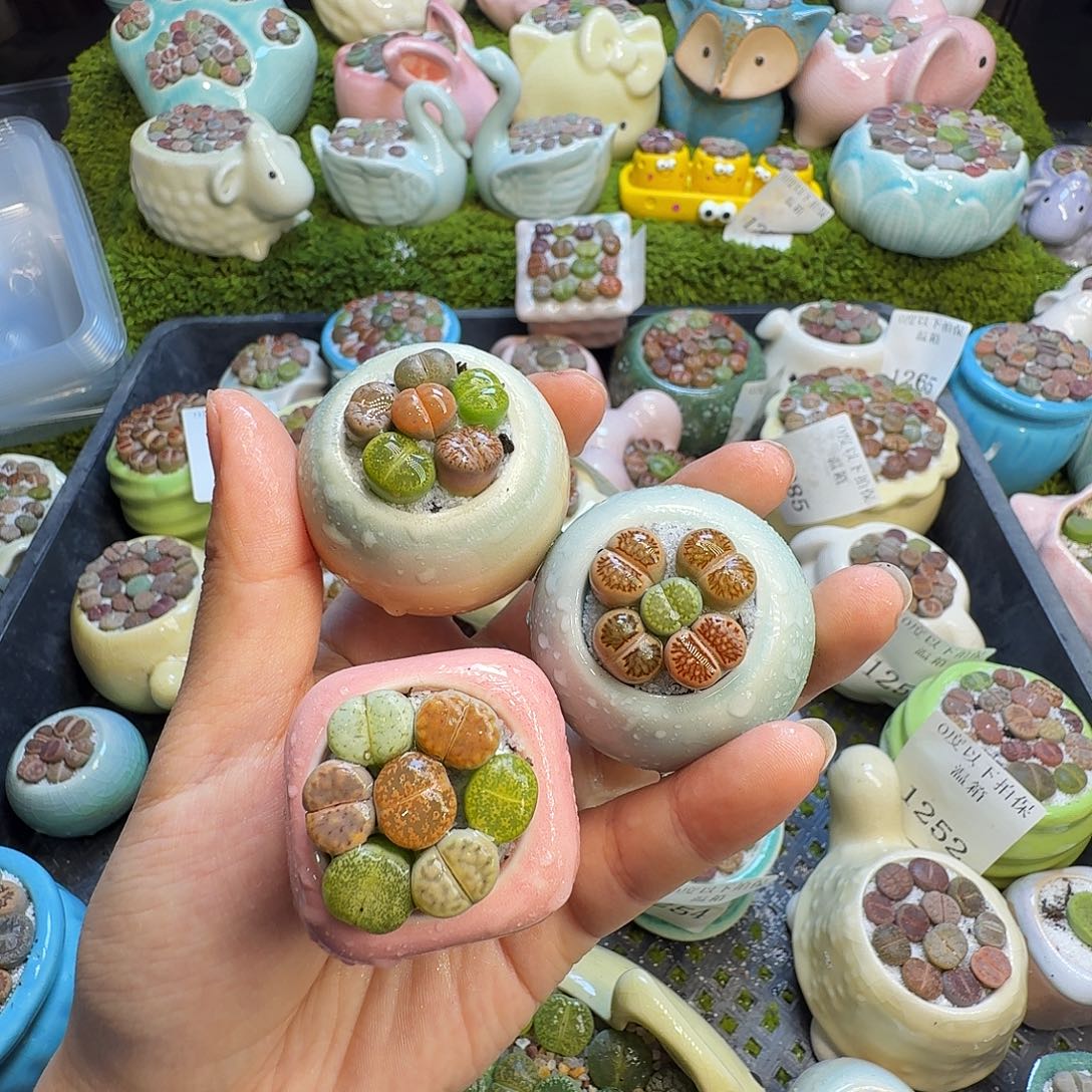 多肉葡萄干和水果13008