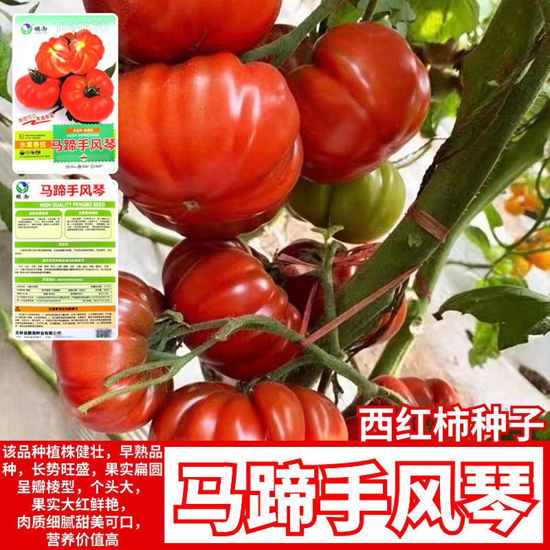 东北马蹄手风琴番茄种子老品种牛排番茄丑八怪丑柿子四季盆栽蔬菜