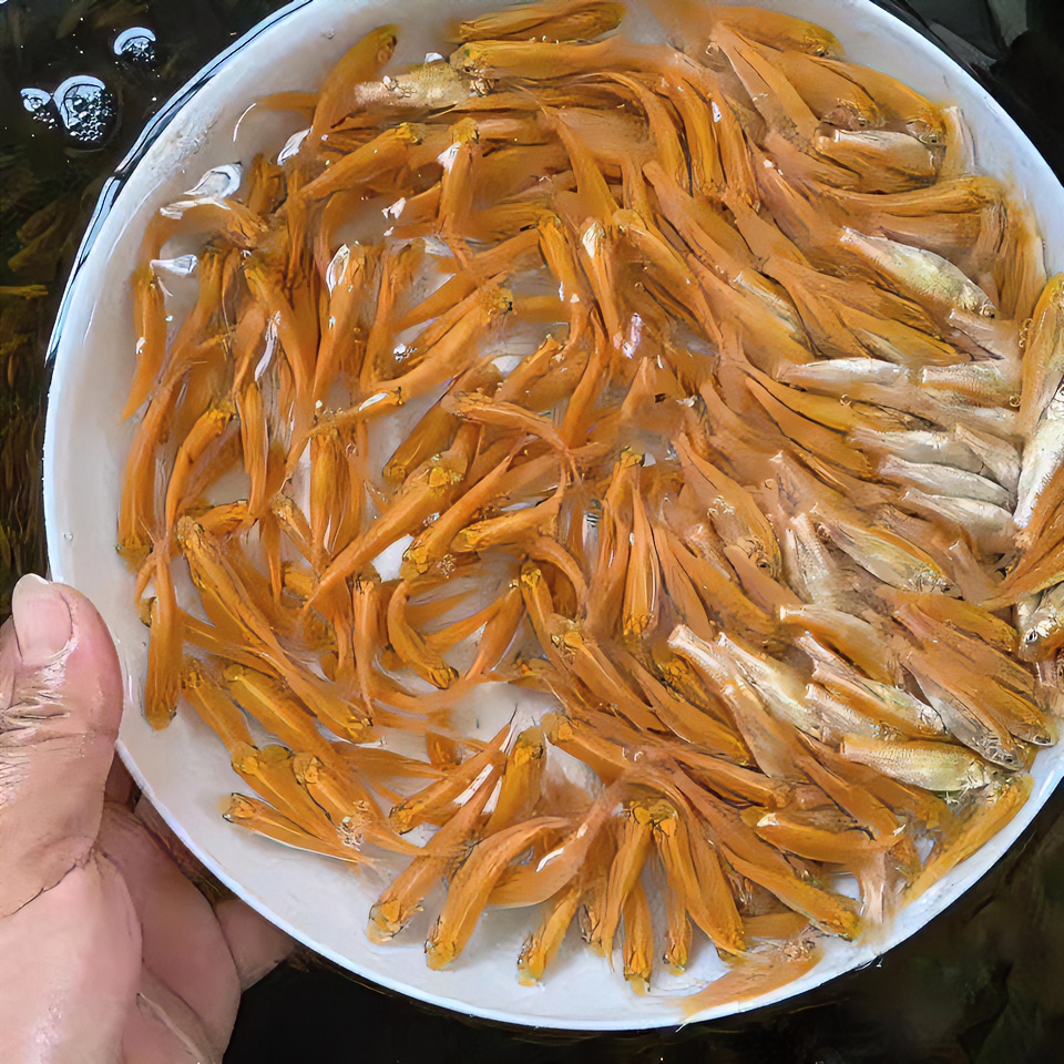 优质金草鱼金丝草鱼红草鱼金草鱼养殖放养食用和观赏鱼