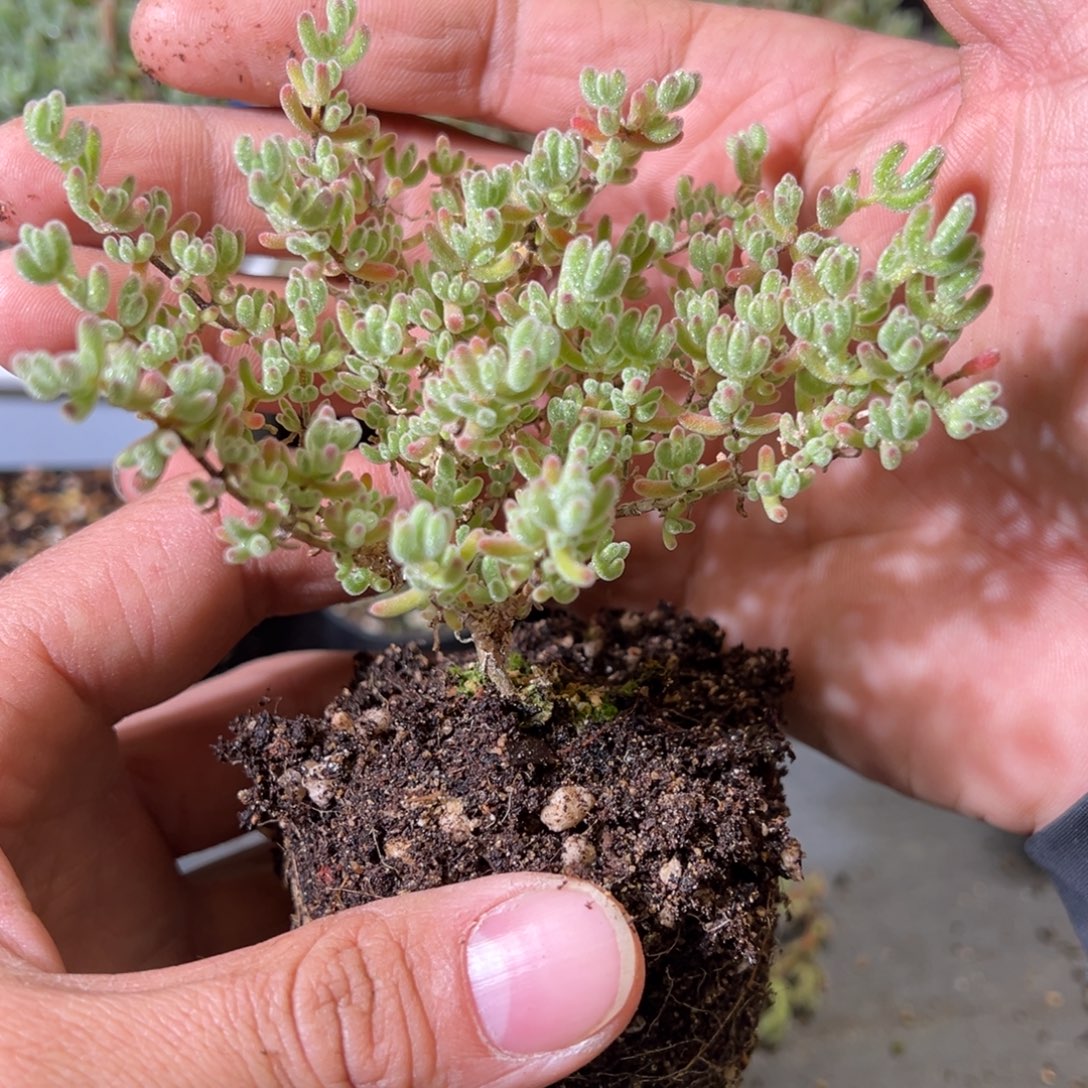 冰紫90杯老桩福利