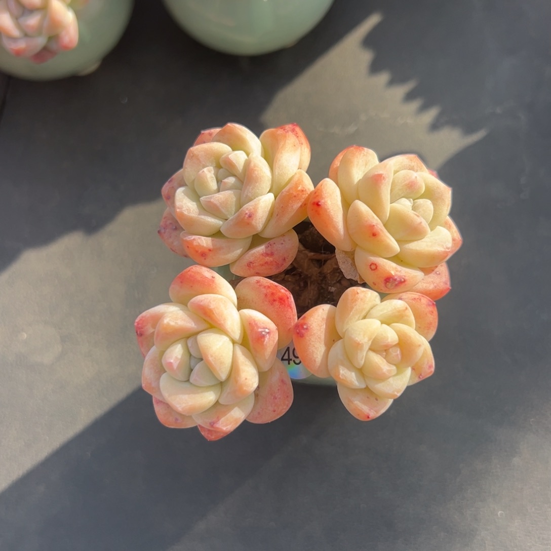 四头冰玉带盆000000000