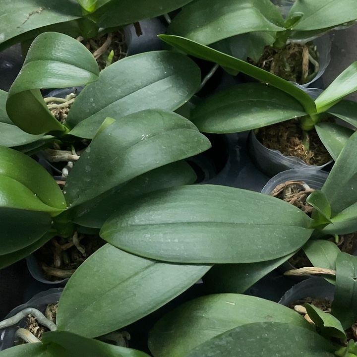 当前无花栽培后可以开花金树一代瑕疵根不好