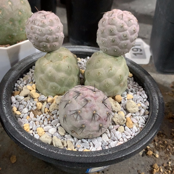 开播福利仙人球习志野