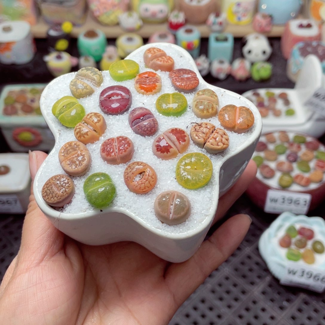 w3968 带盆土发货-零下地区拍保温箱