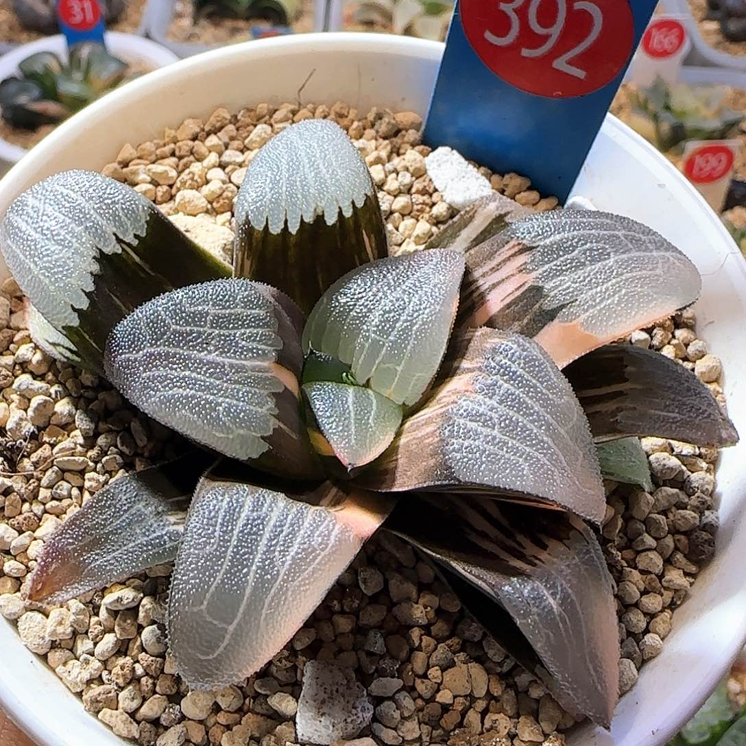 392号糯窗朱庇特克锦一物一拍带盆土