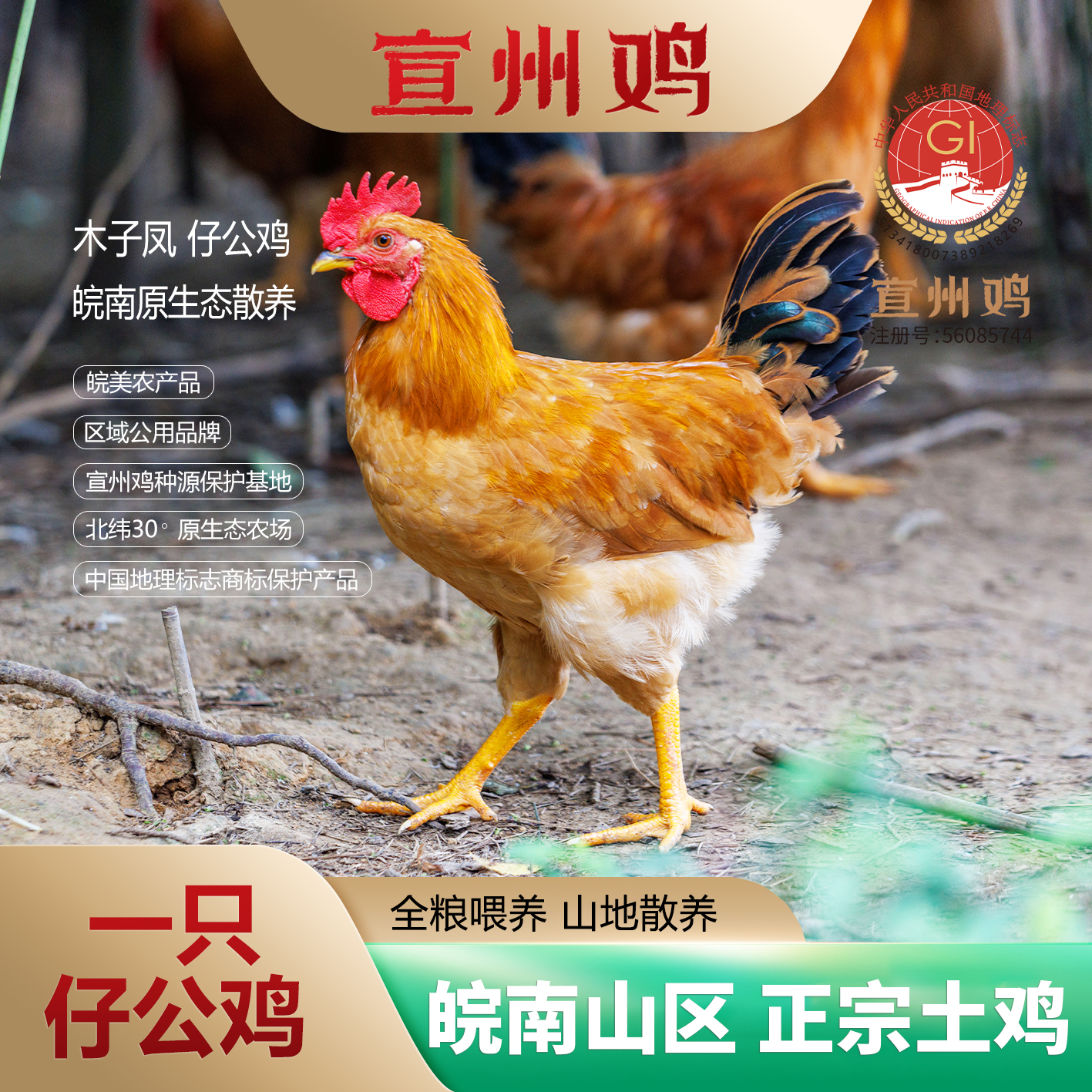 木子凤皖南山区仔公鸡1只装 生态纯散养全粮喂养 冰鲜 顺丰包邮