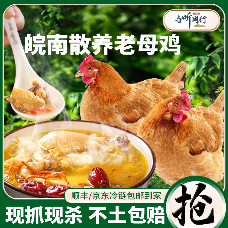 【原生态散养老母鸡X】与听同行皖南整鸡土鸡原生态高山散养煲汤