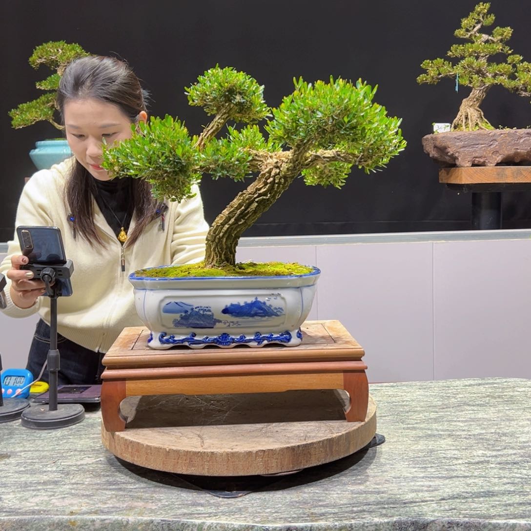 黄杨盆景老桩四季长青