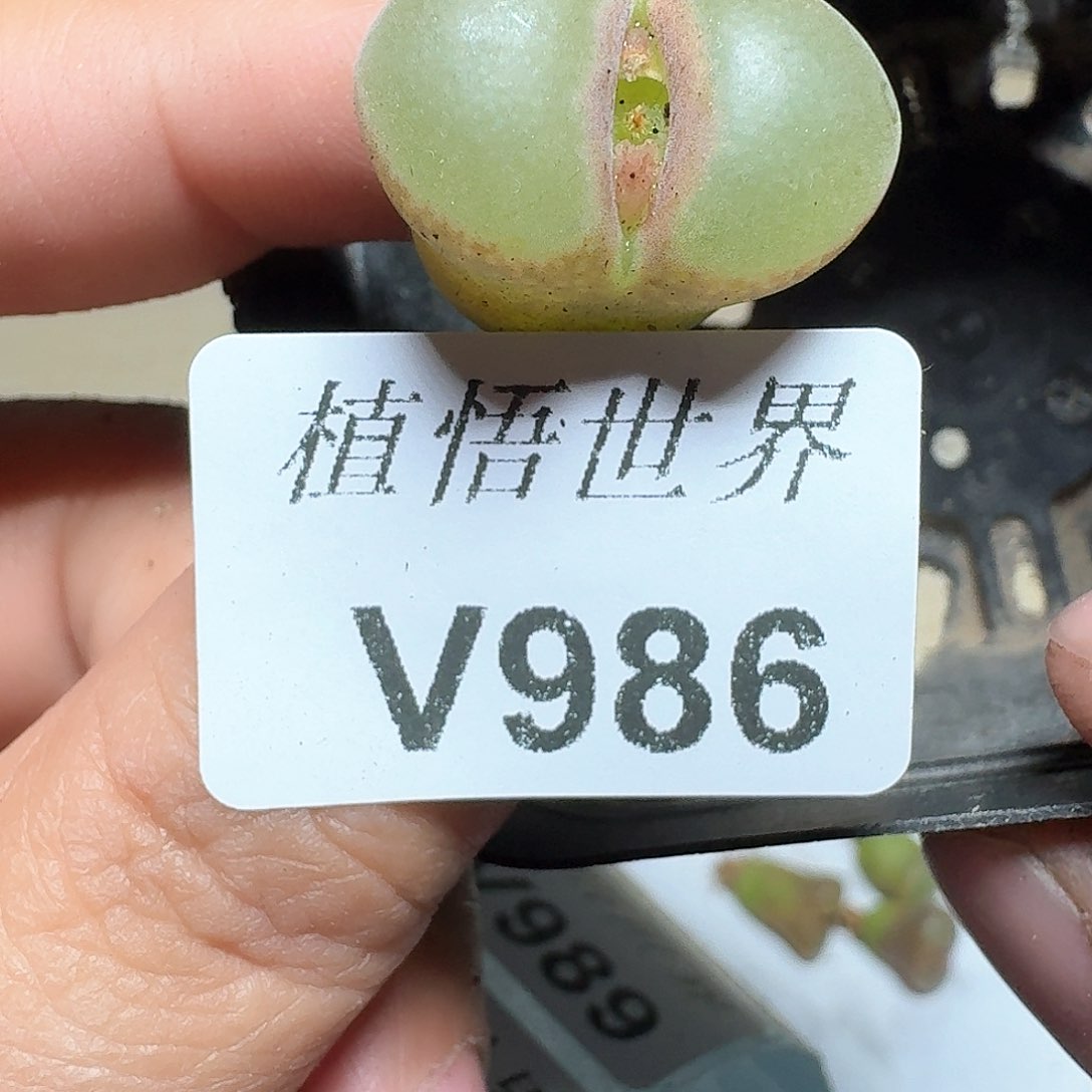 Y***i986盒多肉植物哇fv