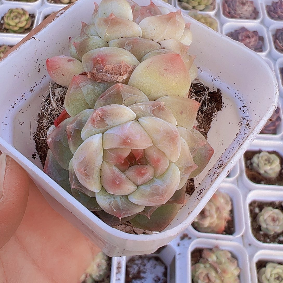 双头冰沙19包邮多肉