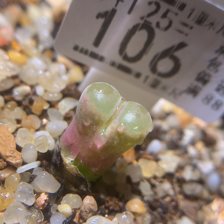 等***杆精品生石花125.106