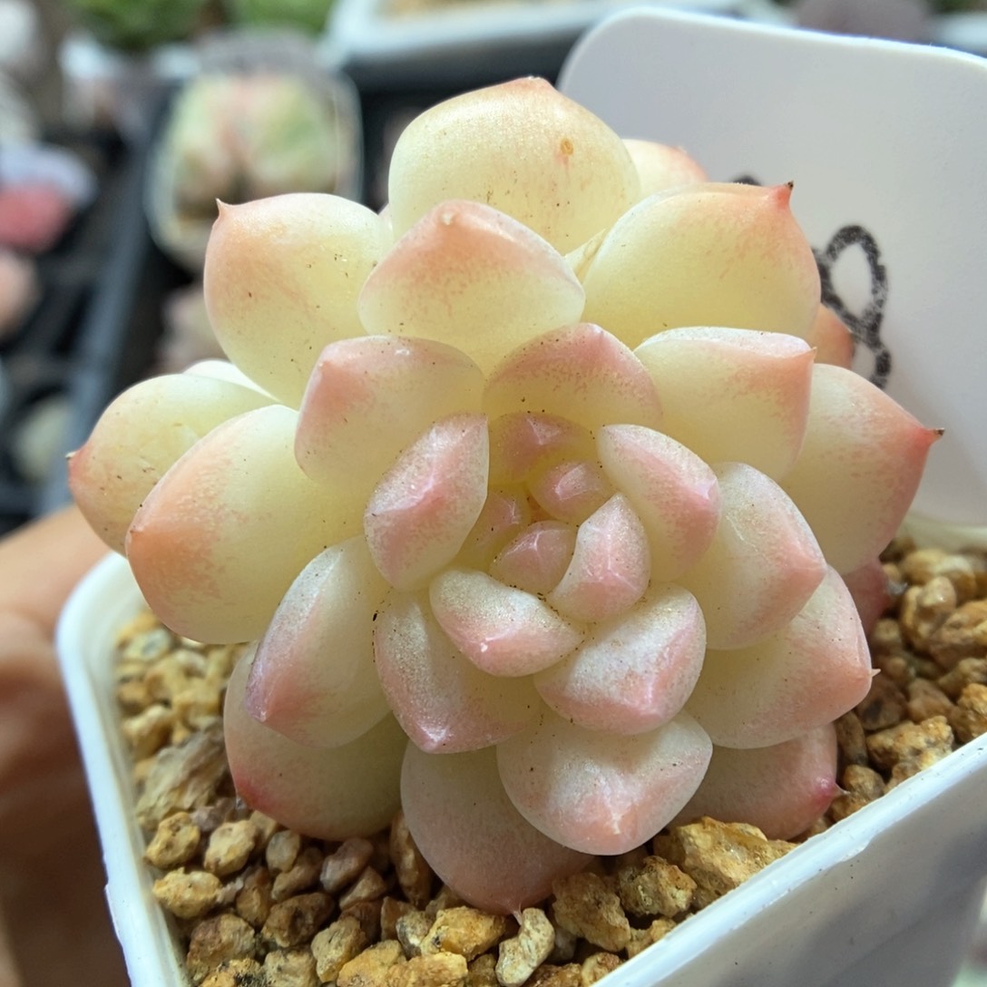白桃汽水双头可拍4978号