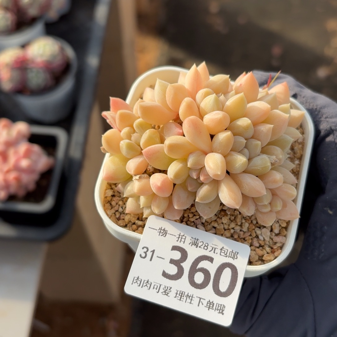 星空美人无盆土发货无