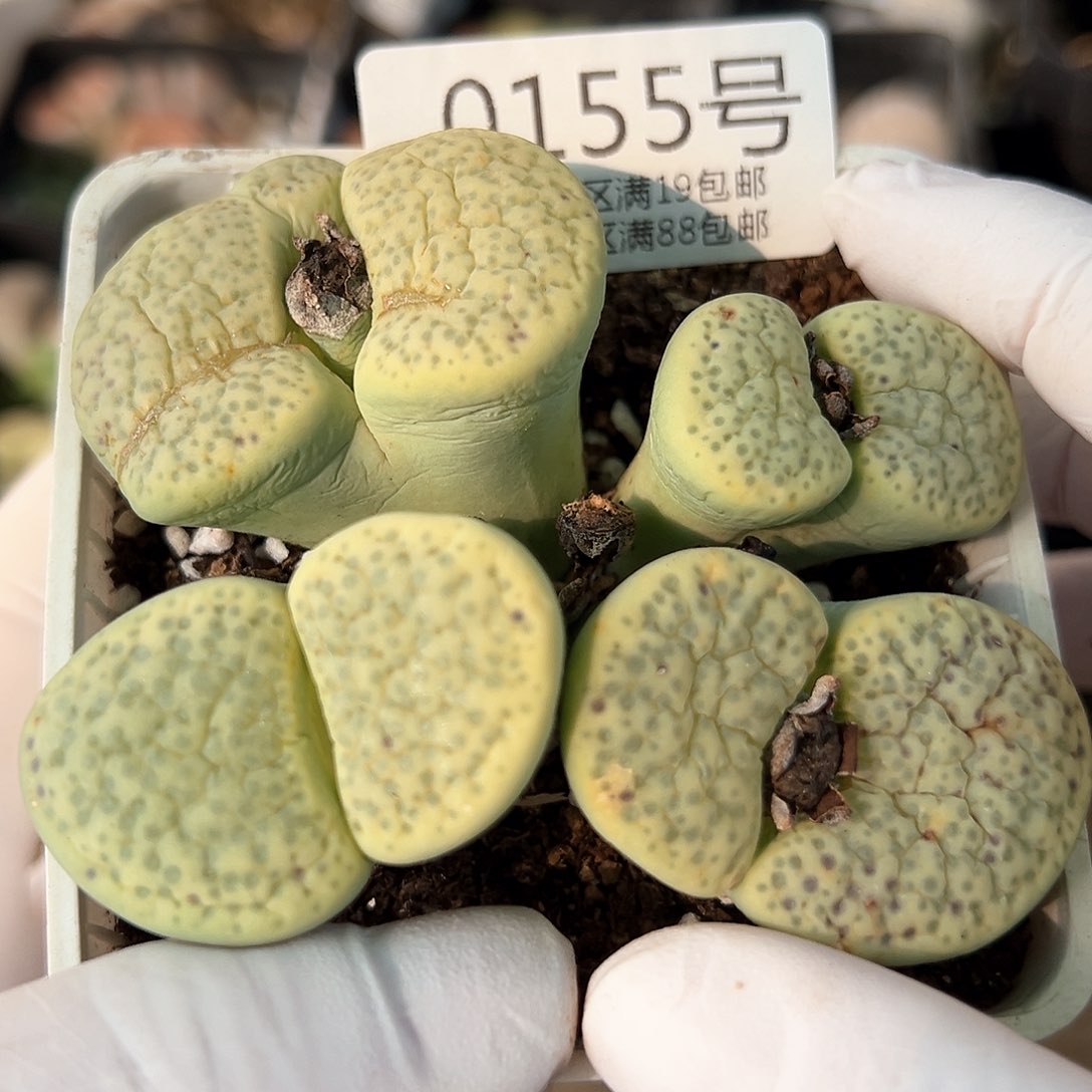 好养易活生石花大母本0155