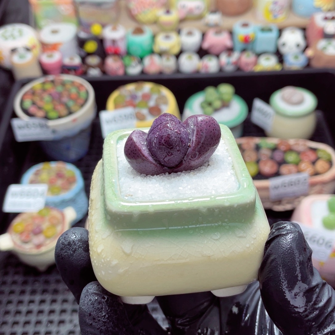 w6607--带盆土发货，零下地区拍保温箱