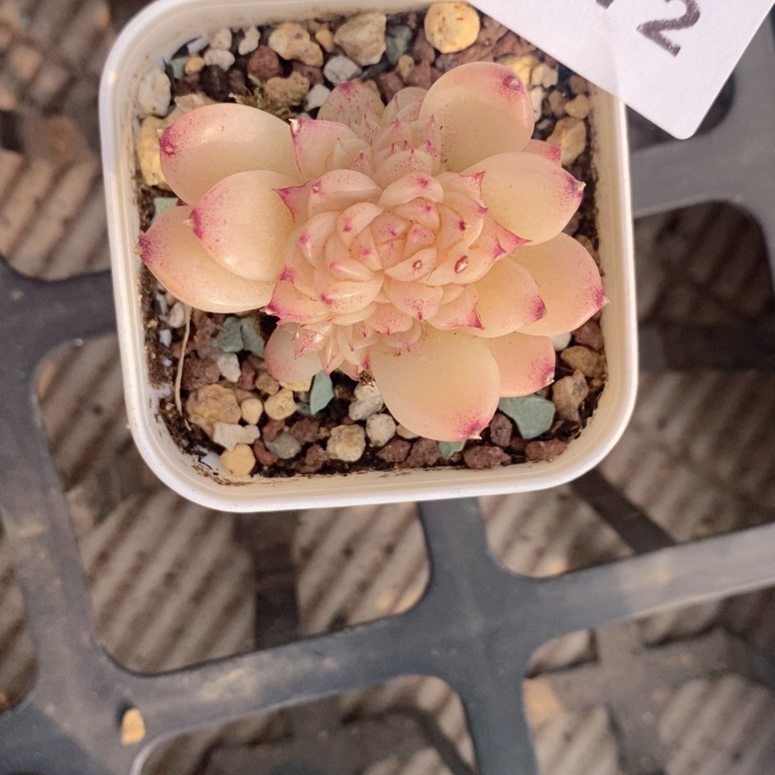 2-872 新疆西藏内蒙低于零下10度不发脱土发货