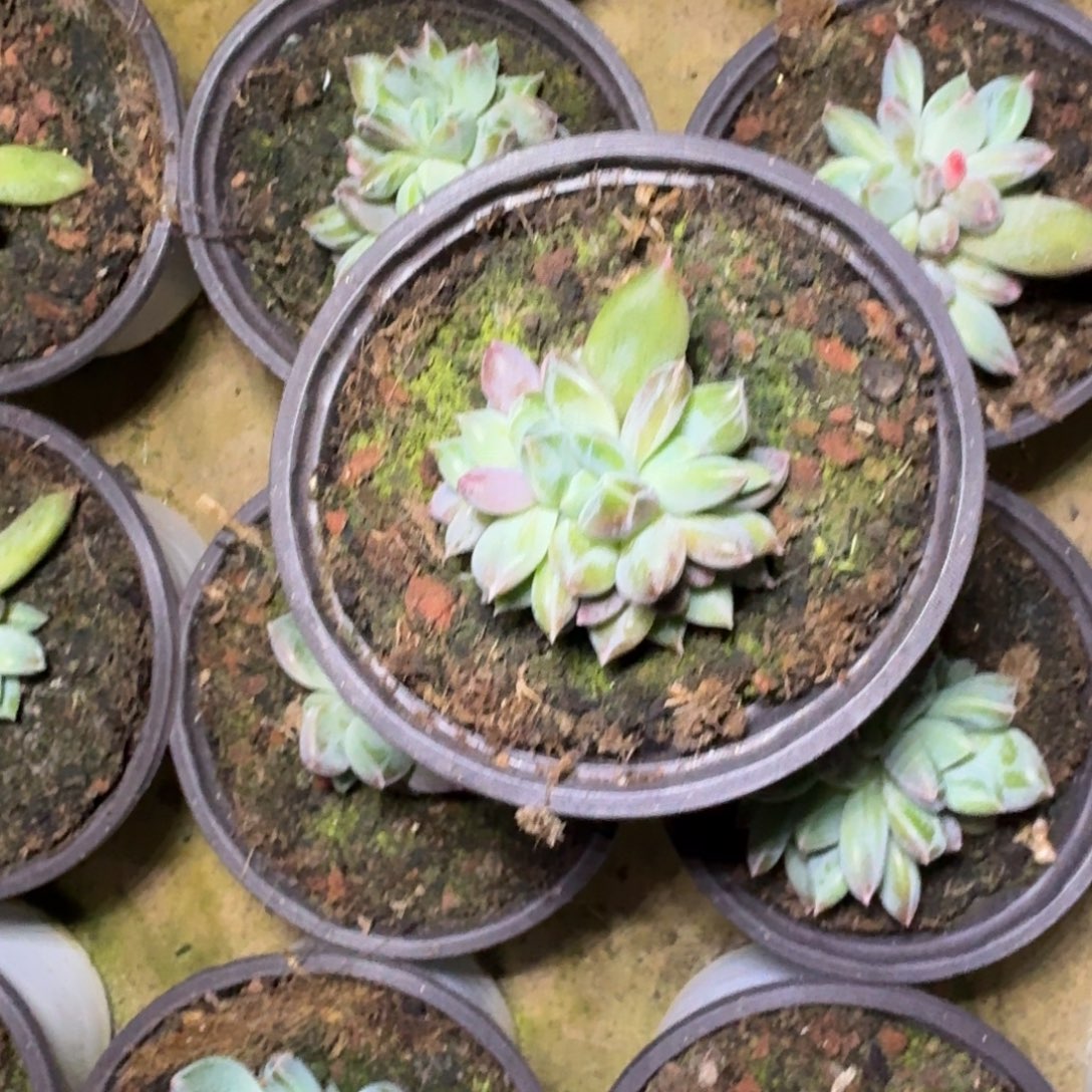 青禾美人 叶插 一物一拍