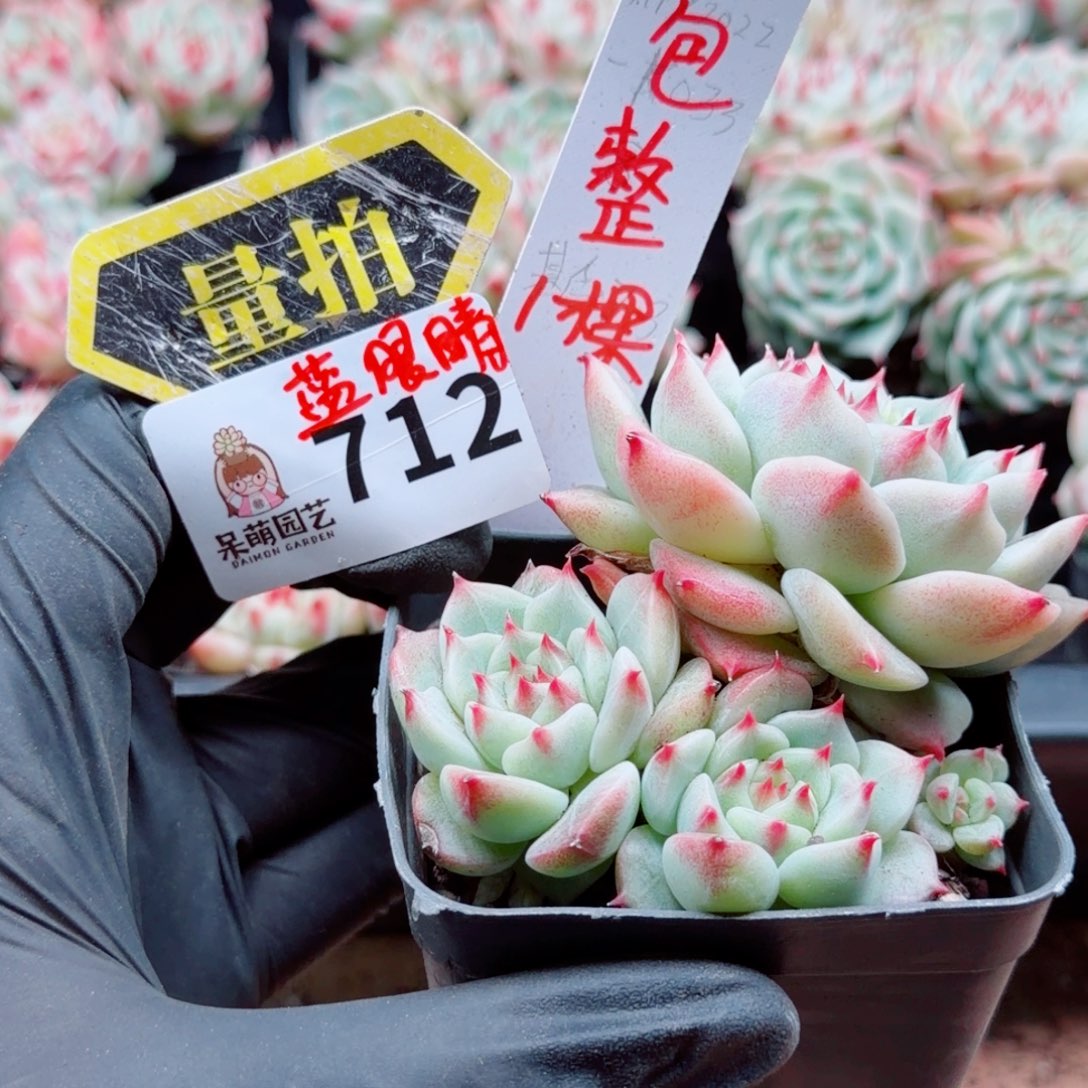 多肉植物多肉植物