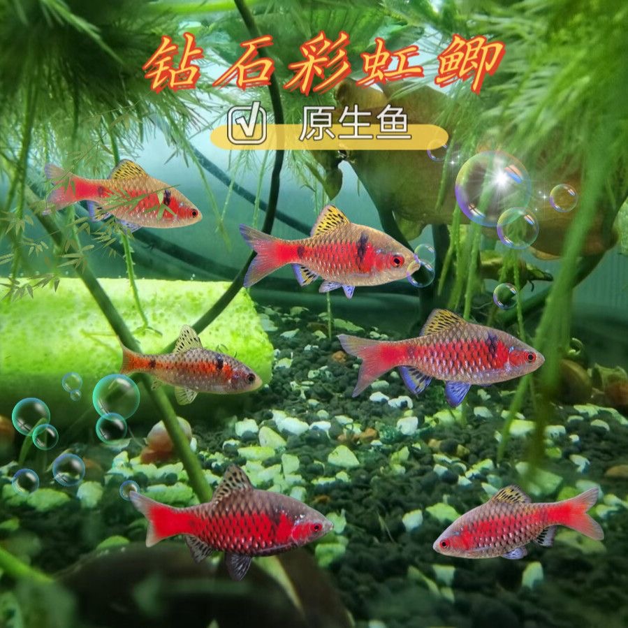 特价钻石彩虹鲫灯全公鱼发色广温冷水鱼草缸溪流原生皮实好养易活