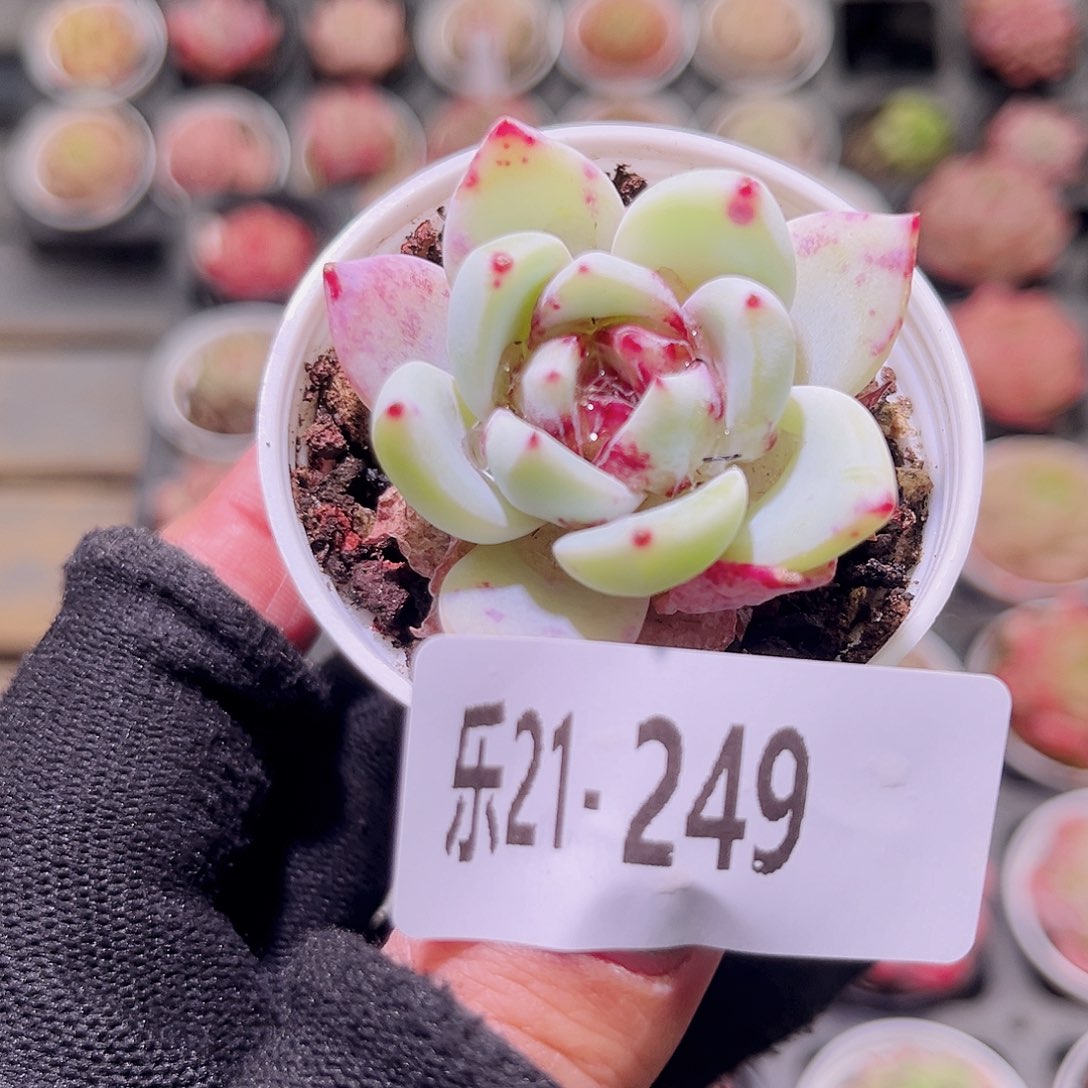 乐然21-249 溏心雪天使