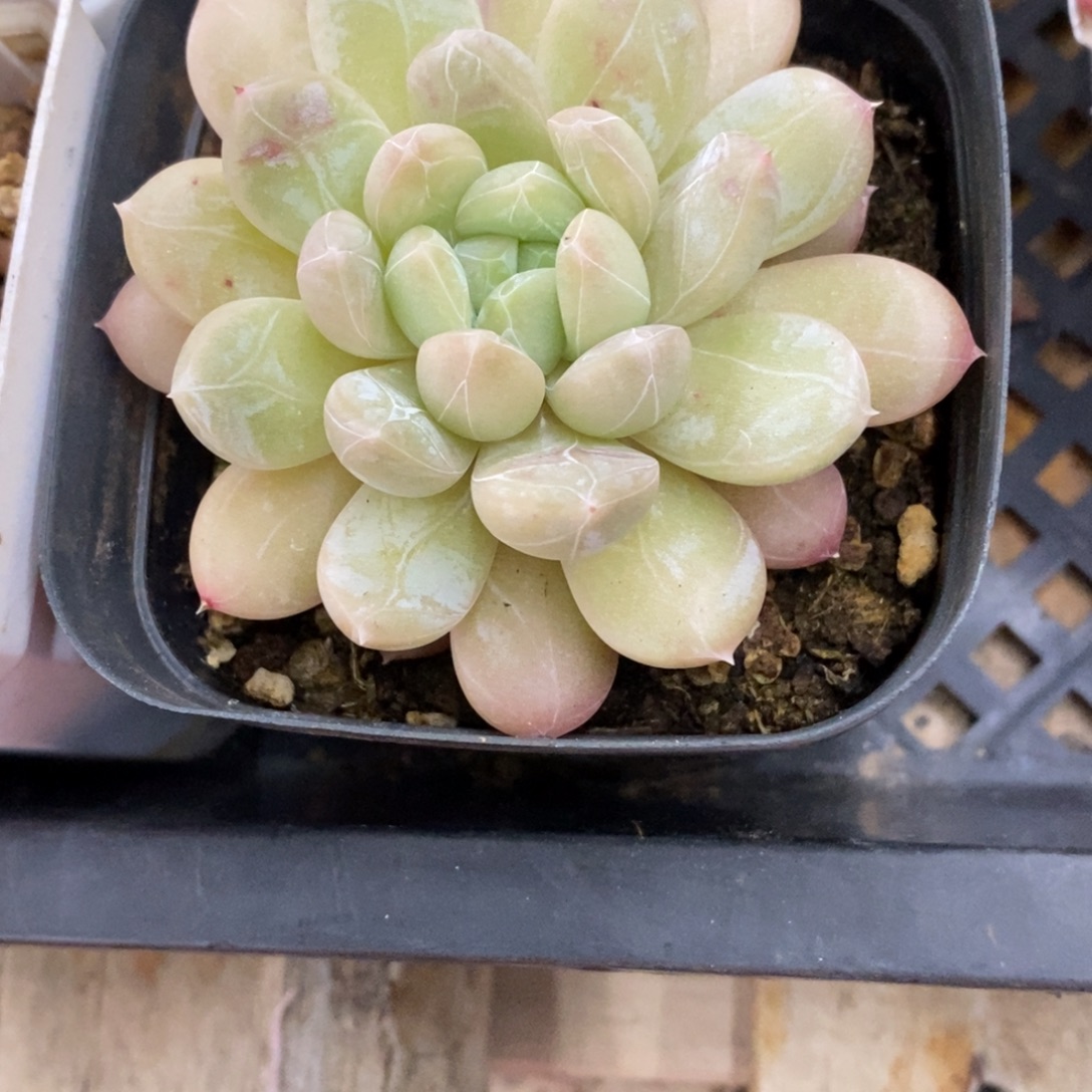 精品多肉一物一批不包整100