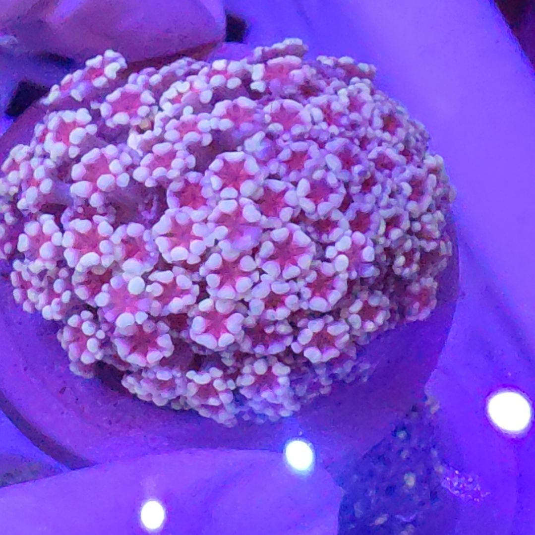 珊瑚不支持退货不到付不包邮接受下单