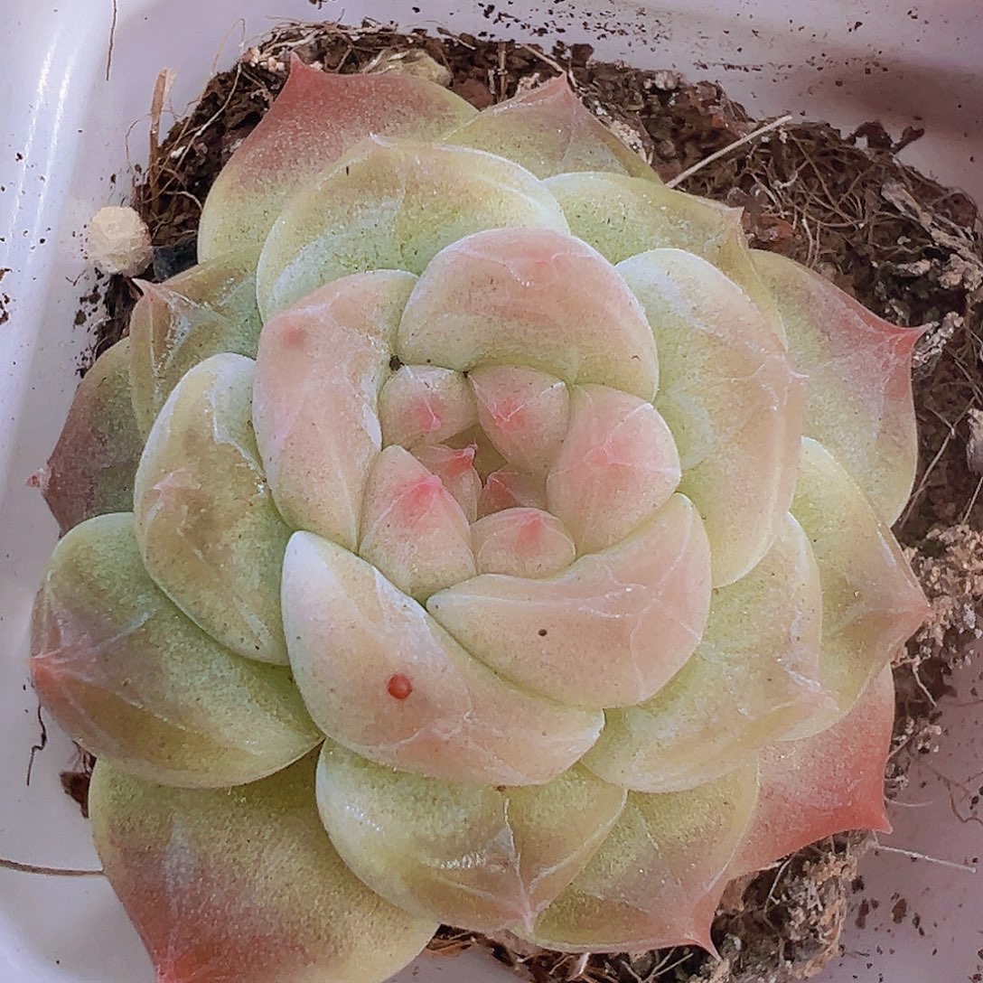 冰心珍妮19包邮多肉