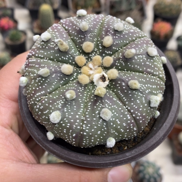 实生超兜特价缺水福利