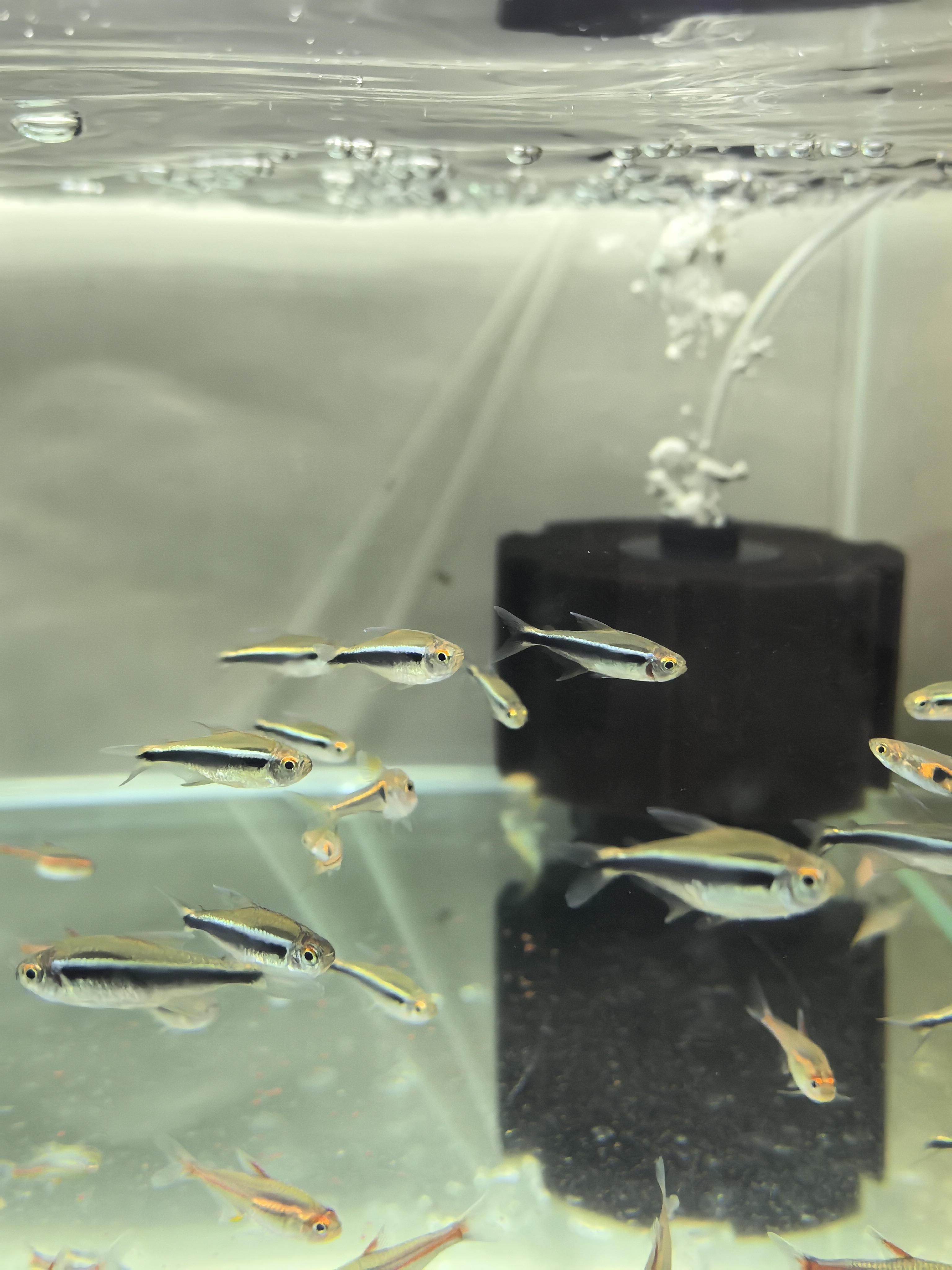 黑灯管鱼热带鱼观赏鱼小型鱼灯科鱼群游包邮淡水鱼耐活