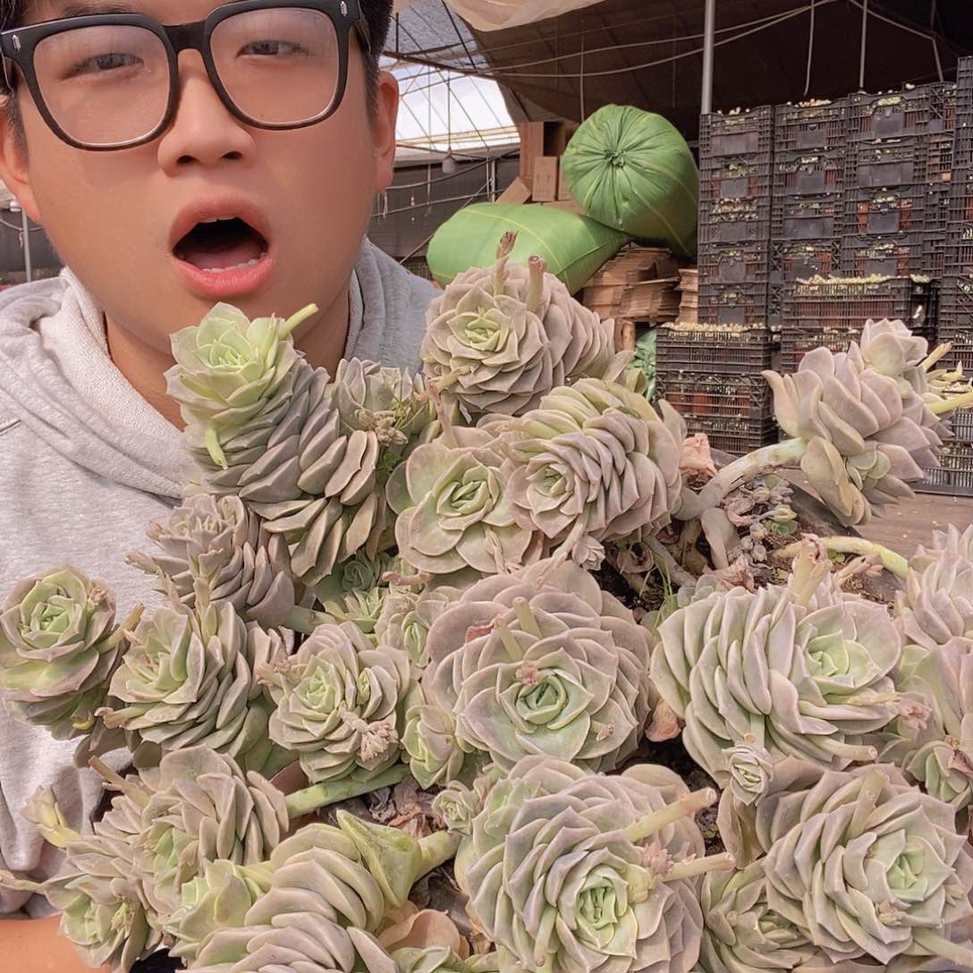 超大号巨无霸可爱玫瑰带盆土特价