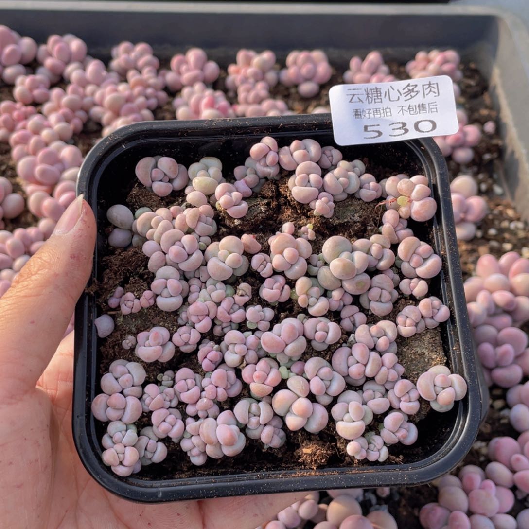 云糖心多肉植物530