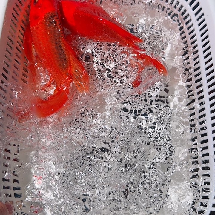 蝴蝶鲤鱼蝴蝶里冷水观赏鱼