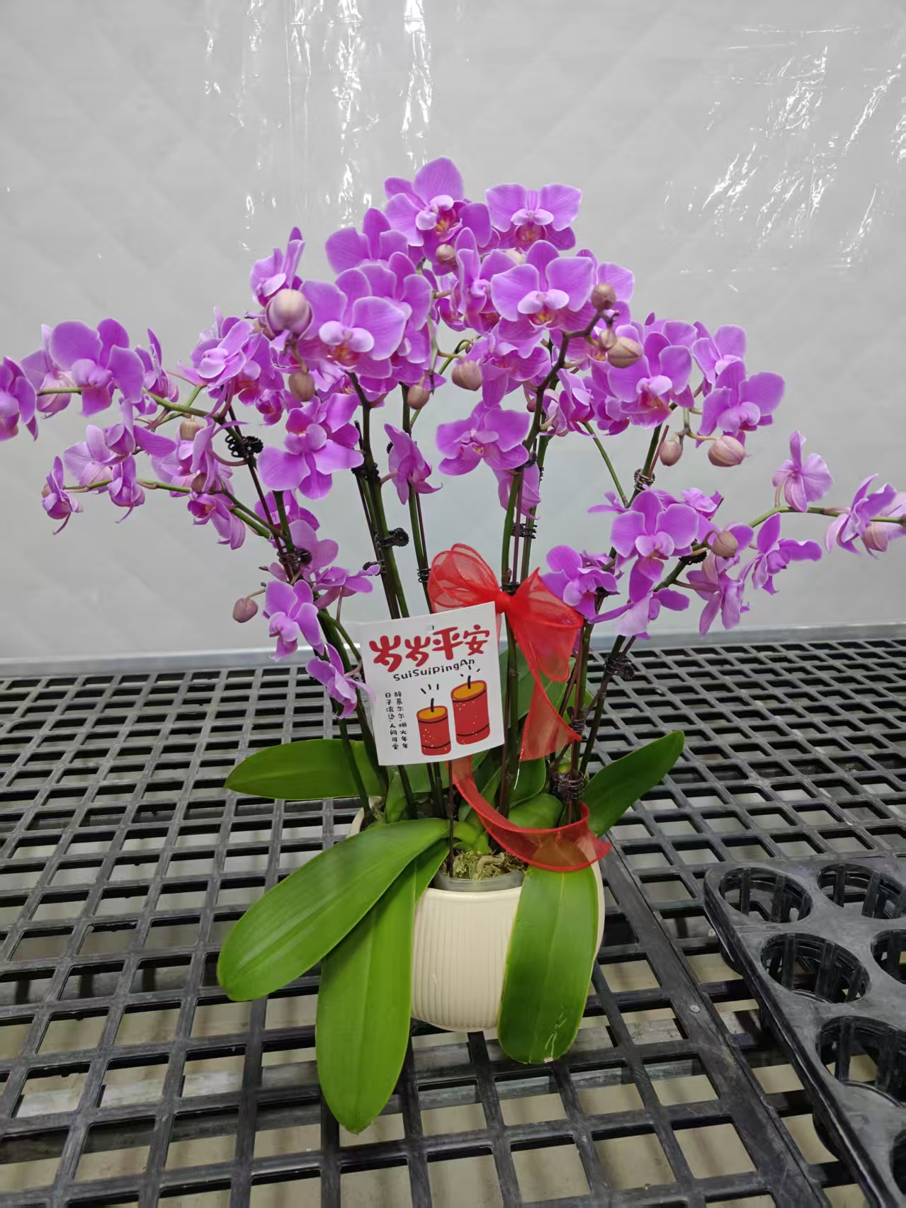 蝴蝶兰【晚礼服】鲜花盆栽室内观赏花花佛山基地直发好养易活