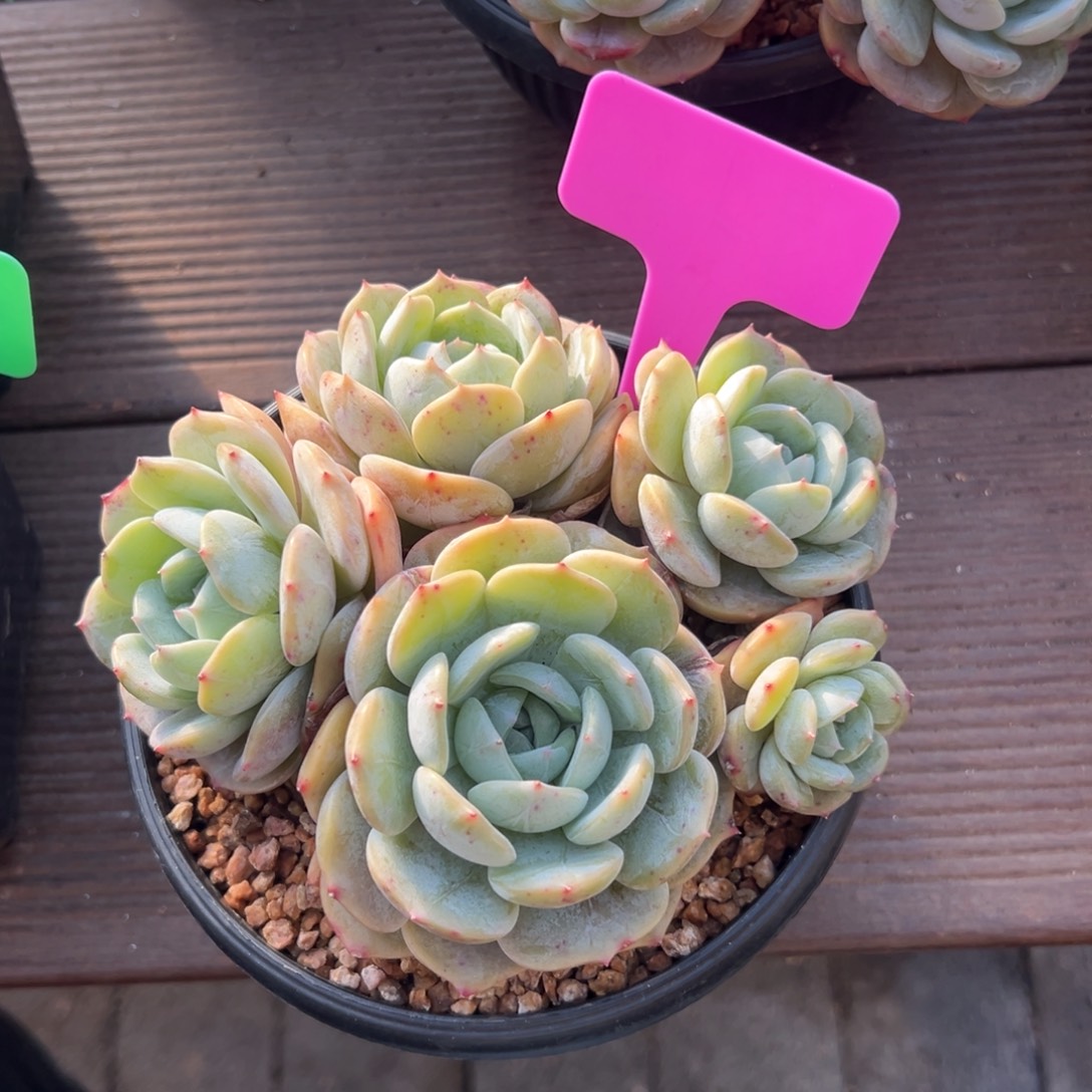 劳林特价5头老桩111