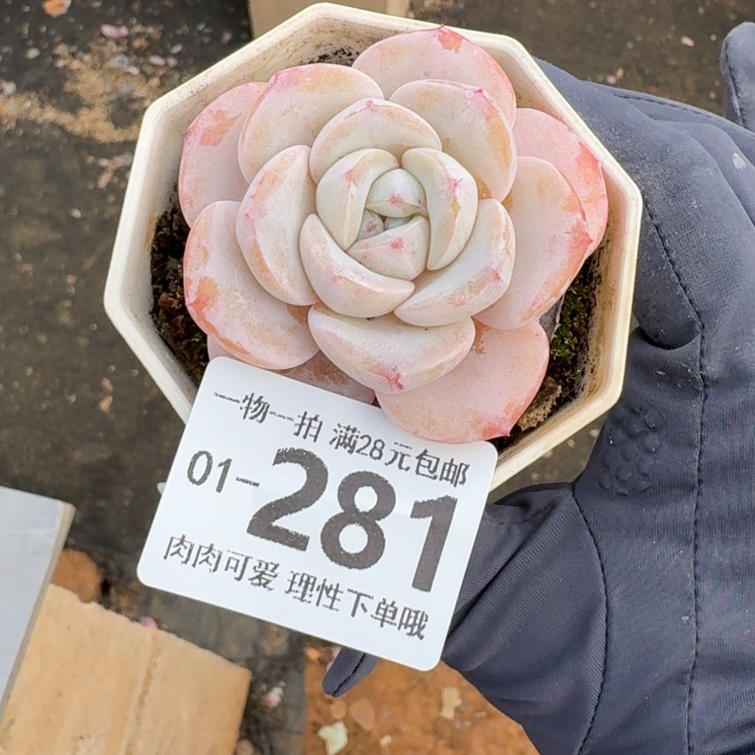 奶芙无盆土发货无盆土发货无