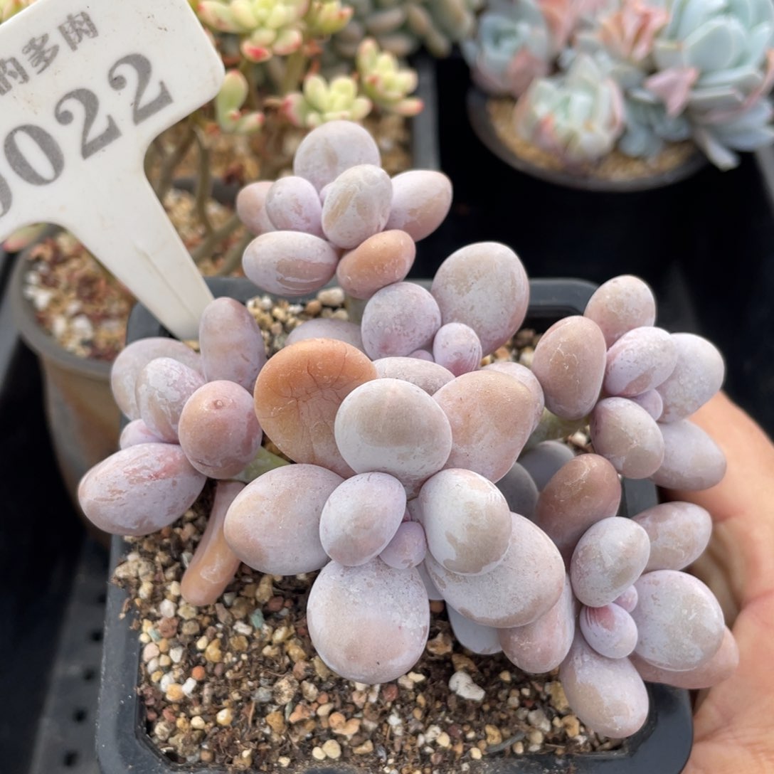 0022奶酪不带盆10厘米