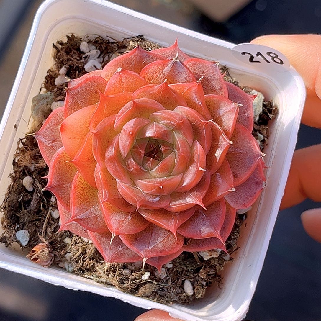 218 新品珍妮   满18包邮