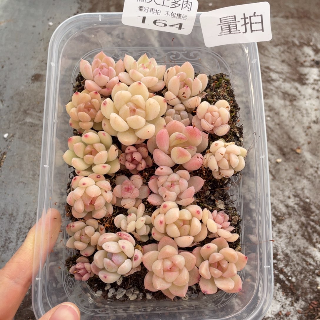 糕大上多肉植物164