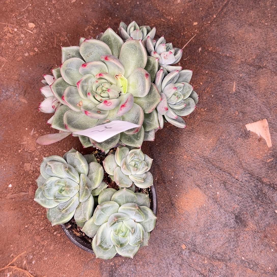 ￴***心多肉植物实物直播实物26